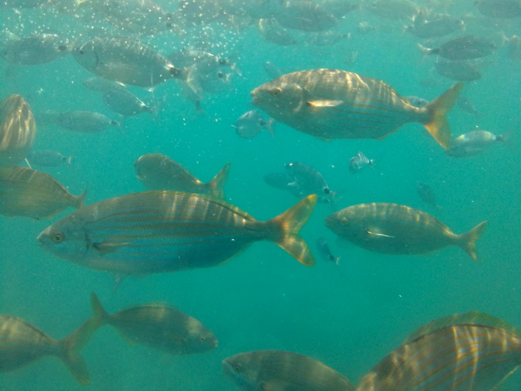 Isla de Tabarca Pack Catamarán + Comida Típica Restaurante