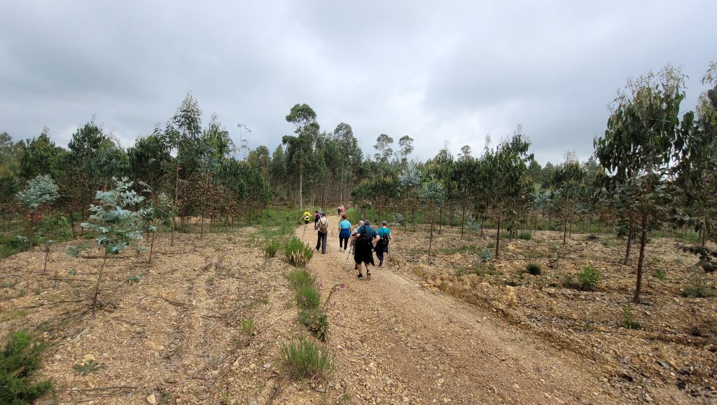 Camino de Santiago Portugués